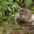 Zilpzalp (Phylloscopus collybita)