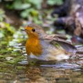 Rotkehlchen (Erithacus rubecula)