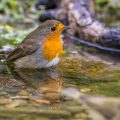 Rotkehlchen (Erithacus rubecula)