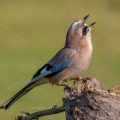 Eichelhäher (Garrulus glandarius)