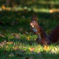 Eichhörnchen (Sciurus vulgaris)