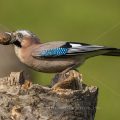 Eichelhäher (Garrulus glandarius)