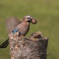 Eichelhäher (Garrulus glandarius)