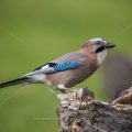 Eichelhäher (Garrulus glandarius)