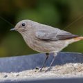 Hausrotschwanz (Phoenicurus ochruros) Weibchen