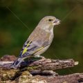 Grünfink (Carduelis chloris) Weibchen