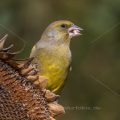 Grünfink (Carduelis chloris) Männchen