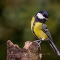 Kohlmeise (Parus major)