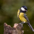 Kohlmeise (Parus major)