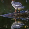 Gänsesäger (Mergus merganser) Weibchen