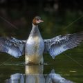Gänsesäger (Mergus merganser) Weibchen