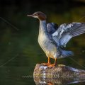 Gänsesäger (Mergus merganser) Weibchen