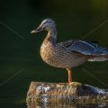 Stockente (Anas platyrhynchos) Weibchen