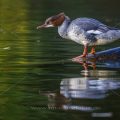Gänsesäger (Mergus merganser) Weibchen