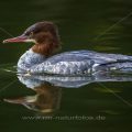 Gänsesäger (Mergus merganser) Weibchen