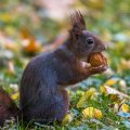 Eichhörnchen (Sciurus vulgaris)