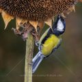 Kohlmeise (Parus major)