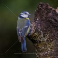 Blaumeise (Cyanistes caeruleus)