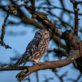 Steinkauz (Athene noctua)