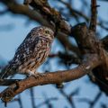 Steinkauz (Athene noctua)