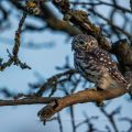 Steinkauz (Athene noctua)