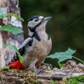 Buntspecht (Dendrocopos major) Weibchen
