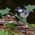 Kohlmeise (Parus major)