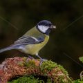 Kohlmeise (Parus major)