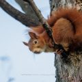 Eichhörnchen (Sciurus vulgaris)