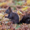 Eichhörnchen (Sciurus vulgaris)