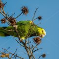 Gelbkopfamazone (Amazona oratrix)