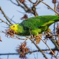 Gelbkopfamazone (Amazona oratrix)
