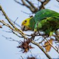 Gelbkopfamazone (Amazona oratrix)