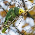 Gelbkopfamazone (Amazona oratrix)
