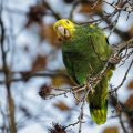 Gelbkopfamazone (Amazona oratrix)