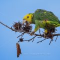 Gelbkopfamazone (Amazona oratrix)