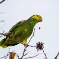 Gelbkopfamazone (Amazona oratrix)