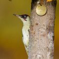 Grünspecht (Picus viridis) Männchen
