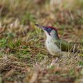 Grünspecht (Picus viridis) Männchen