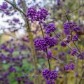 Chinesische Schönfrucht (Callicarpa giraldii), Liebesperlenstrauch, Beeren im Herbst