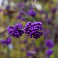 Chinesische Schönfrucht (Callicarpa giraldii), Liebesperlenstrauch, Beeren im Herbst