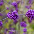 Chinesische Schönfrucht (Callicarpa giraldii), Liebesperlenstrauch, Beeren im Herbst