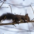Eichhörnchen (Sciurus vulgaris) trinkt Wassertropfen