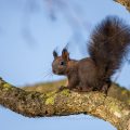 Eichhörnchen (Sciurus vulgaris)