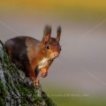 Eichhörnchen (Sciurus vulgaris)