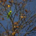 Gelbkopfamazone (Amazona oratrix)