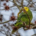 Gelbkopfamazone (Amazona oratrix)