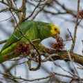 Gelbkopfamazone (Amazona oratrix)