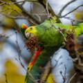 Gelbkopfamazone (Amazona oratrix)