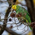 Gelbkopfamazone (Amazona oratrix)